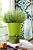 Горшок FRESH HERBS EMSA 13x17см, с автополивом, зеленый 514247